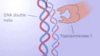 Topoisomerase 1 and 2