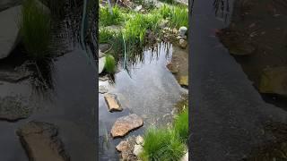 Недорогой Пруд для дачи | ПРУД ПРУДИ