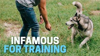 Real Reasons Why Siberian Huskies are so Difficult to Train!