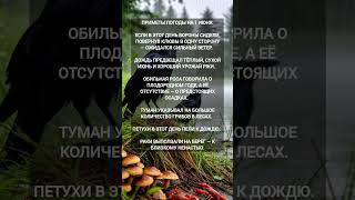 Приметы погоды на 1 июня #приметыпогоды #народныеприметы #1июня