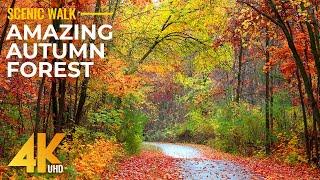 4K Hiking the Beaver Pond Trail - Calm Autumn Forest Walk + Nature Sounds for Immersive Experience