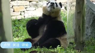 7月30日早上10点福公主找隔壁邻居依宝大叔未果…自己一只熊在院子里抠脚脚#大熊猫福宝 #旅韩大熊猫 #熊猫界顶流