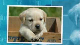 Labrador Pups Te Koop