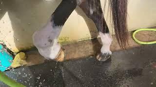 How to flush your horse in between your sheath cleaning appointments