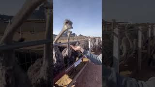 Feeding the world's largest bird by hand! Find out…#ostrich #birds #viral