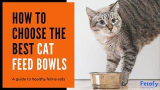 How to choose the Best Cat Food Bowl For Your Cat | Types of Cat Bowls | Petofy