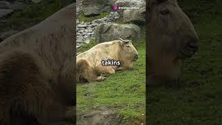 The Enchanting Tale of the Golden Takins #GoldenTakin #Wildlife #NatureDocumentary #AnimalTales