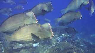 Raja Ampat Unterwasser - Büffelkopf-Papageifisch