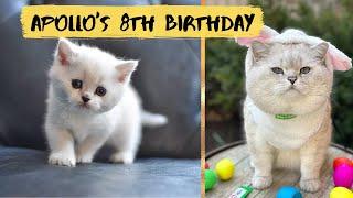 Cat Apollo's turning 8 year old | Memories from his life