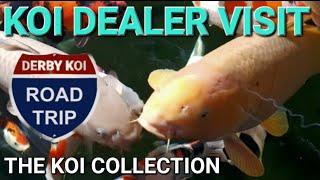 Dealer visit to THE KOI COLLECTION (coldwater collection) IN COVENTRY(KOI POND) competition closed