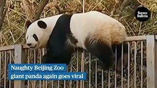 Naughty Beijing Zoo giant panda again goes viral