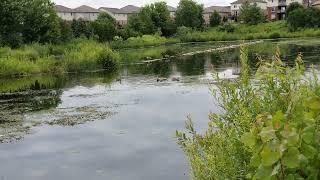 Visiting the man-made pond by the House in July 2023