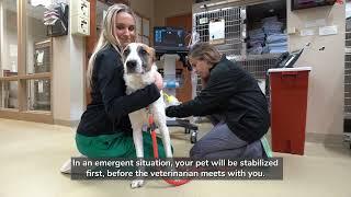 What to Expect: Veterinary Medical Center at Dublin