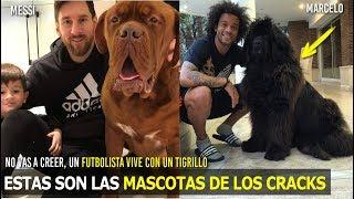 ASÍ SON LAS ÍNCREIBLES MASCOTAS DE LOS FUTBOLISTAS, VIVEN MEJOR QUE TU Y YO , LA 4 ES UN TIGRILLO