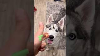 FUNNIEST Huskies | Best Videos | Normal dogs vs Huskies  #huskydog #husky #funnydogs #shorts