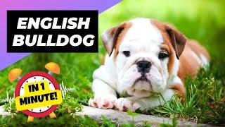 English Bulldog - In 1 Minute!  One Of The Laziest Dog Breeds In The World | 1 Minute Animals