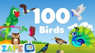 Birdsong Serenade | Feathers in Harmony | Birds Song | Nursery Rhymes | Unique birds | Zape TV