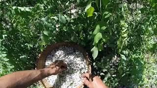 Black Locust Blossom Harvest
