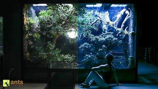 How My Giant Rainforest Vivarium Transforms at Night