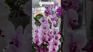 Buy Beautiful Orchid Plant #flowers #orchid #plants #gardening #orchidcare #phalaenopsis #valentine