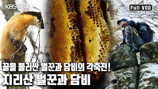 지리산 자락, 담비와 벌꾼의 꿀 쟁탈전 1년의 기록! 누가 꿀을 차지할 것인가? | 지리산 벌꾼과 담비’ (KBS 20160317 방송)