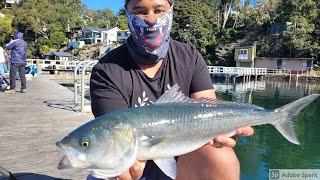 big Sydney salmon in Sydney gymea bay