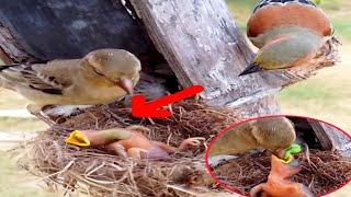 bird house-sparrow Fear of seeing baby swallowing worms#birds