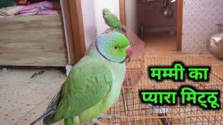 Parrot Talking Mummy Mummy _ Mitthu Ki Pyaari Bate _ Mummy Ka Pyaara Mitthu _ 