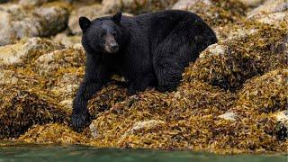 For The Bears: Responsible Bear Viewing on Vancouver Island