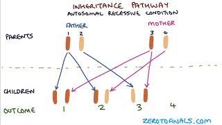 Understanding Autosomal Dominant and Autosomal Recessive Inheritance