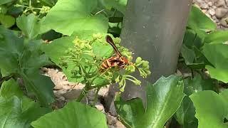 Example of Batesian Mimicry in Moth