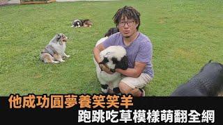 可愛到無法自拔！他成功圓夢飼養「笑笑羊」　跑跳吃草模樣萌翻全網－全民話燒