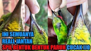 BENTUK DAN WARNA PARUH CUCAK IJO KUNINGAN YANG JADI JANTAN INI REALL YA MASBRO