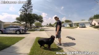 10mo Rottweiler "Lexi" Obedience Transformation! Off Leash K9 Training Central Florida