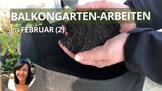 Balkongarten-Arbeiten im Februar (Teil 2): Erde aufbereiten, Anzucht Update, Hornveilchen & mehr ...