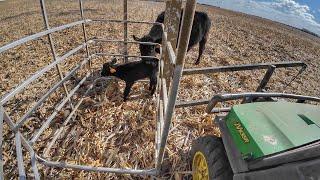 The Cows are Calving!