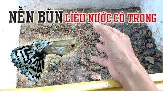 MẸO LÓT NỀN BẰNG BÙN ĐỂ NUÔI CÁ 7 MÀU - GUPPY HIỆU QUẢ | Túc Thịnh