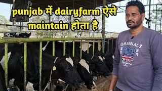 dairyfarm in punjab ।। Rajveer dairyfarm