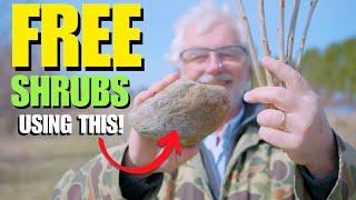 INCREASE your Shrubs for FREE using THIS ANCIENT TECHNIQUE!