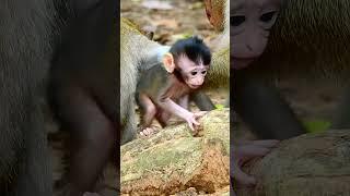 Beautiful young monkey with a beautiful mother