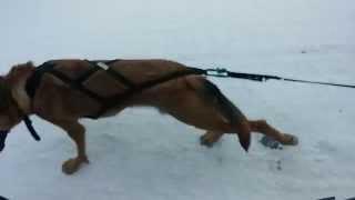 Pratique de traineau à chien avec Rex