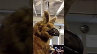 Sarabi Mechanics test (Beak, Ears, Eyes)