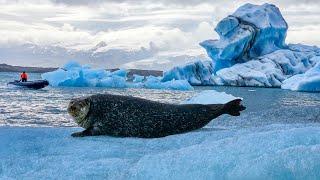 Jökulsárlón Glacier Lagoon is a MUST when visiting Iceland | Zodiac Boat Tour