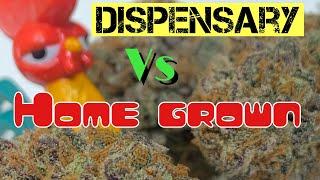 HOME GROWN VS DISPENSARY WEED  COMPARISON