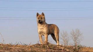 这是一只神奇的中华田园巡回犬幼犬