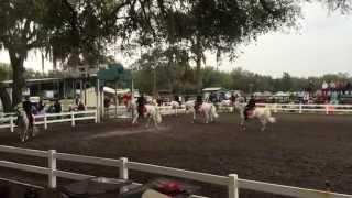 Perpetual Odyssey: Myakka River & Lipizzan Stallions