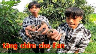 Tặng chim cho Fan, dẫn Fan nhí đi bắt tổ Chào Mào