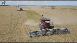 Wheat Harvest 2023 near Tribune Kansas with Paplow Harvesting