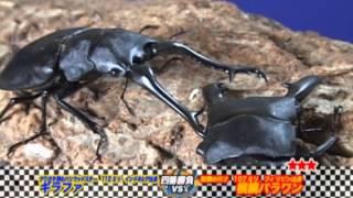 Palawan Stag Beetle VS Giraffe Stag Beetle