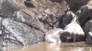 Wildebeest Migration  | AMAZING|  Maasai Mara Kenya